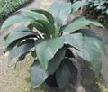 Spathiphyllum Sensation